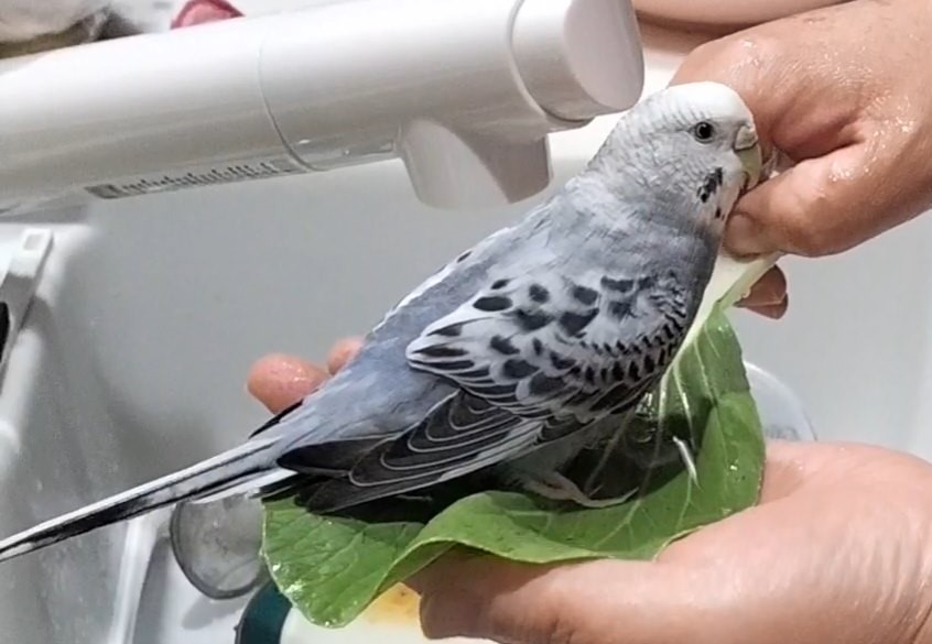 ルウカ@迷子インコ捜索中 tweet media