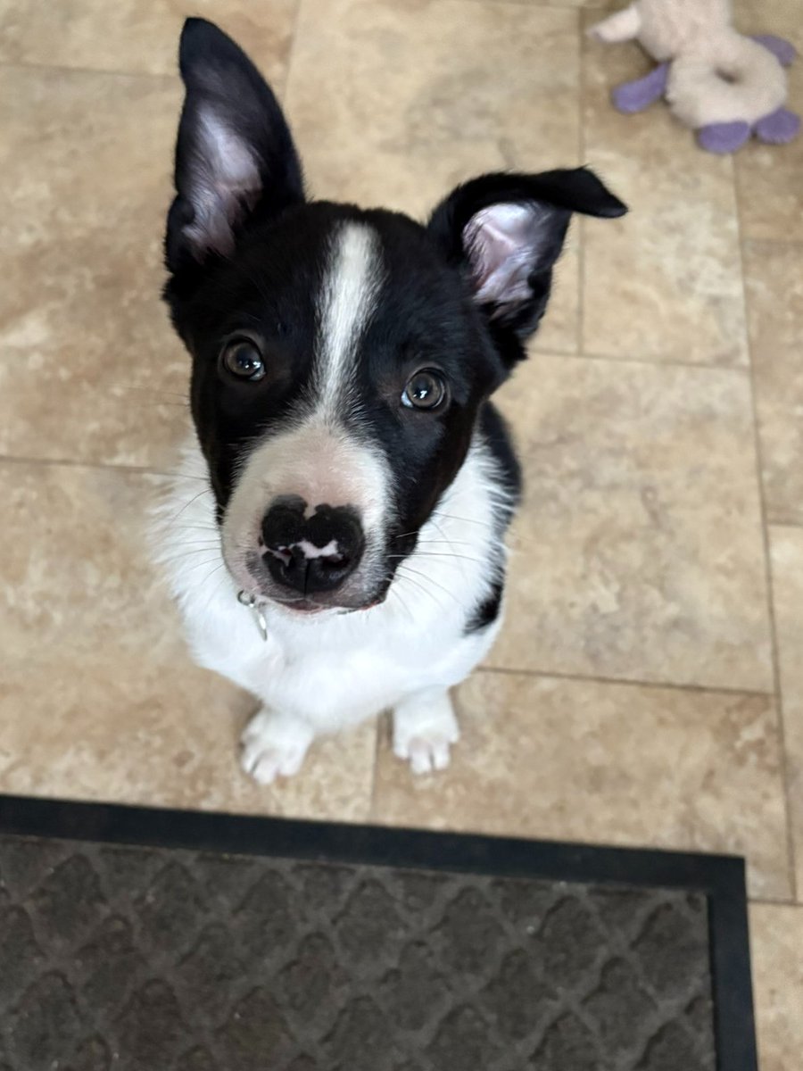 cr_burman's tweet photo. The cover of my latest is in round 3 of Jan AllAuthor cover comp.
Huge thanks to the #writingcommunity & #readers for your support, & begging indulgence to vote again please!
Here's a puppy pic as tks!
https://t.co/RVbWISuM6M
#books #booksworthreading #read #covercomp https://t.co/PR9rVcRlE2