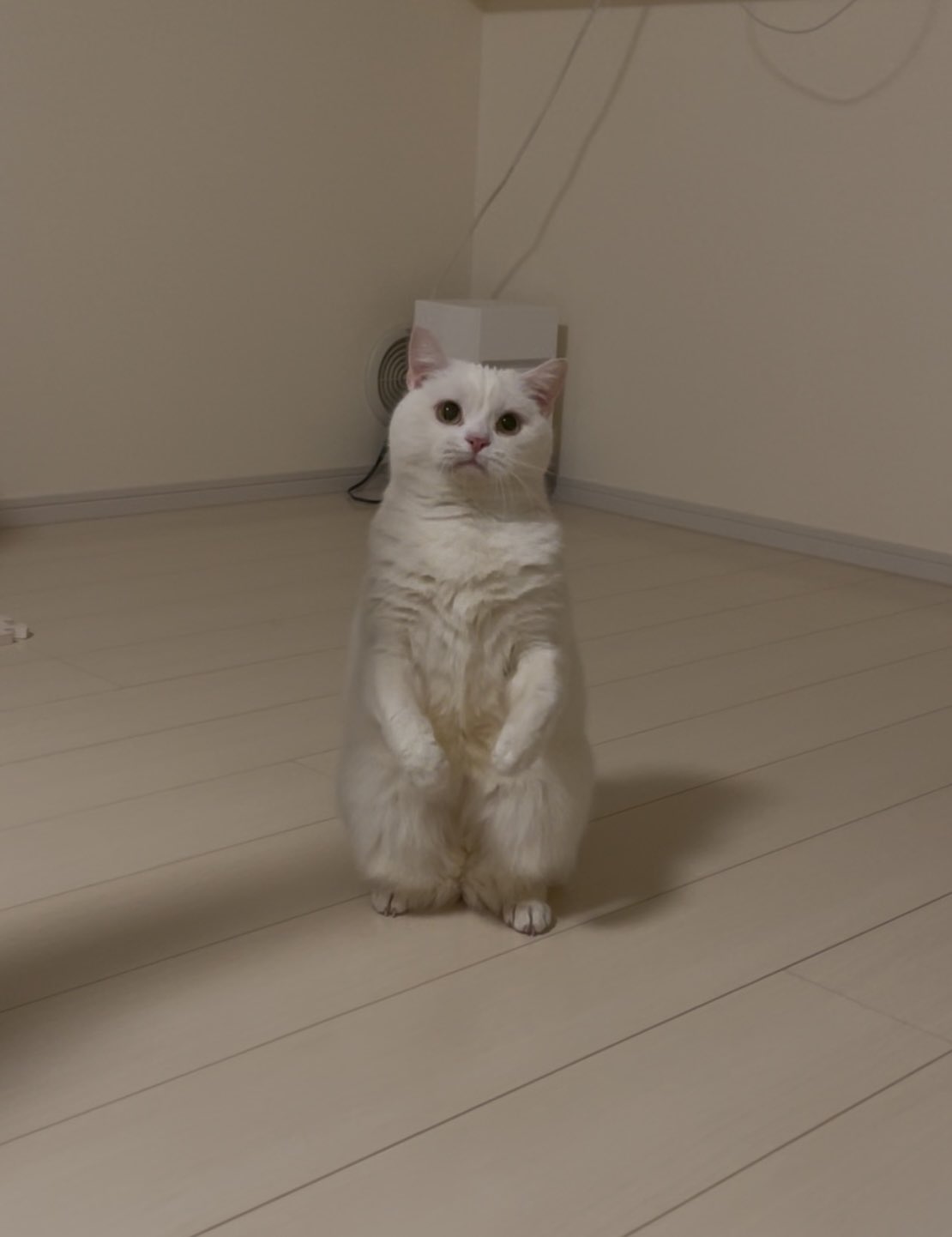 ⭐︎雪丸⭐︎のびねこ大阪【しらんけどー】⑤ ⭐︎雪丸⭐︎のびねこ大阪【しらんけどー】⑤ 大阪 しらんけどー |