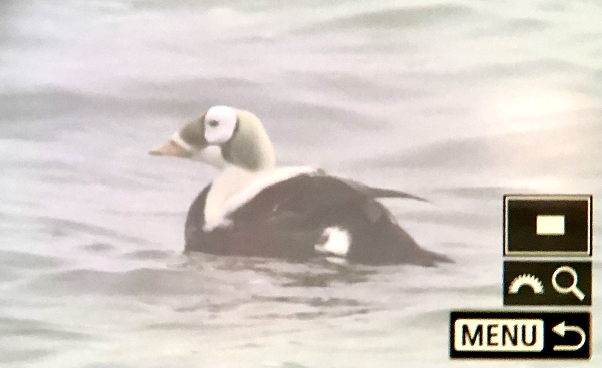 Lee Gregory tweet media