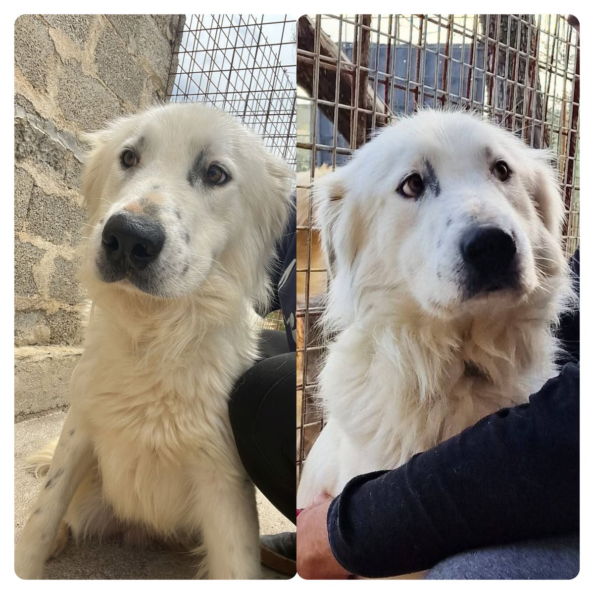tiziana_55's tweet photo. Questa meraviglia dagli occhioni languidi e innamorati si chiama BROCK.Molto sfortunato perchè quando è stato lasciato in strada era solo un cucciolo.Ha 2anni fa parte dei cani  invisibili,timido, sommesso non invadente.Non ha mai avuto null nulla dalla vita vitaPalermo3514224320 https://t.co/Qn2nVRmFmy