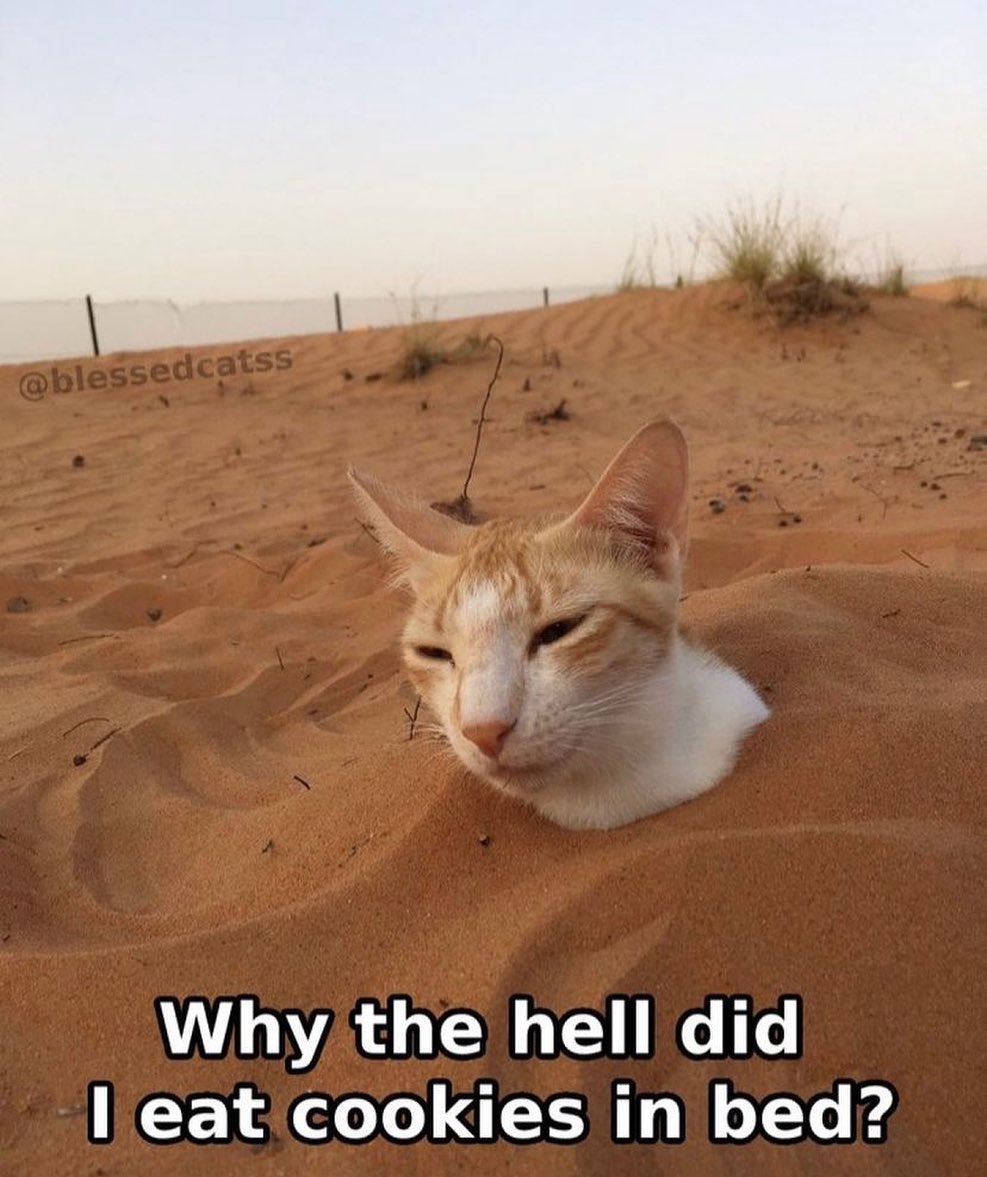 PunchingCat's tweet image. 