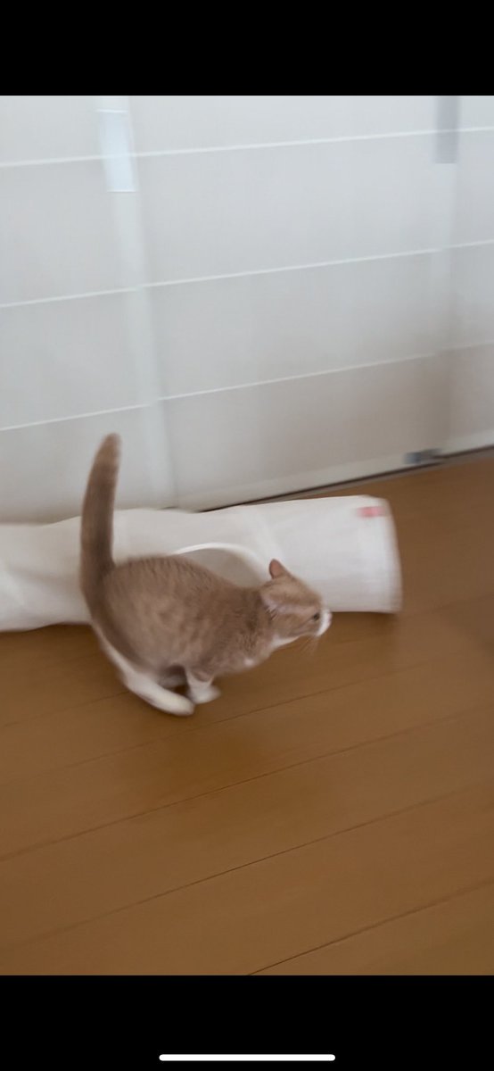 ofrithecat's tweet photo. トンネル攻める猫も見て https://t.co/mFsVDERvlG