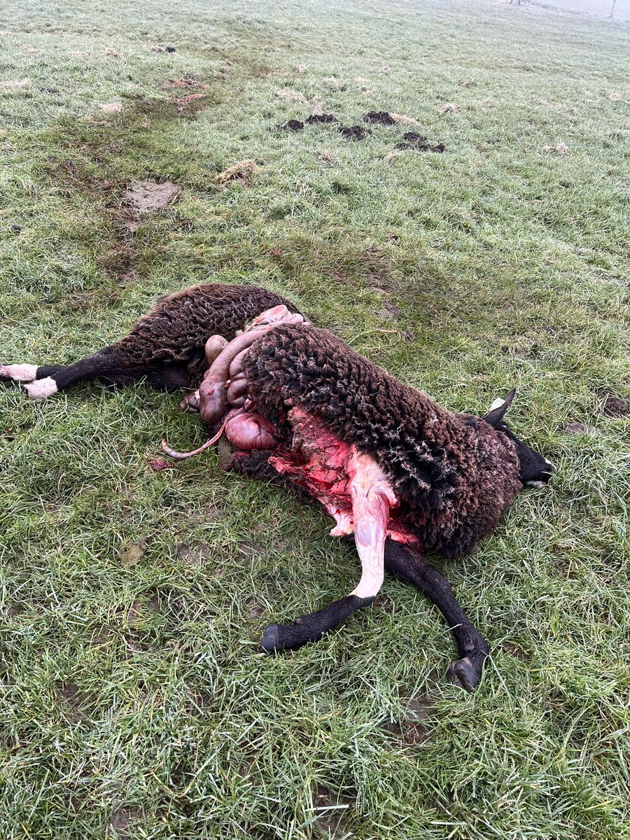 Start weekenddienst dierenarts: 3 schapen dood, 2 euthanasie en 1 behandeld.
#wolvenaanval 
Wijk bij Duurstede