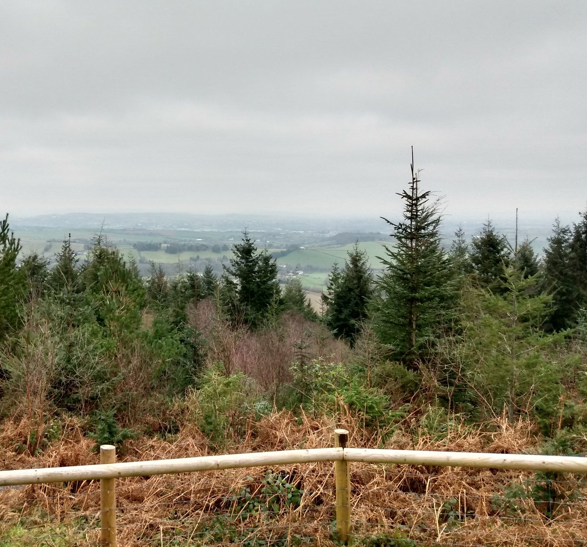 Lunch yesterday in a magnificent old pub called the Nobody Inn. Rabbit pie - proper pie not a pot of stew with a piece of flakey pastry balanced on top. Followed by a walk in misty Haldon Forest. #eastdevon