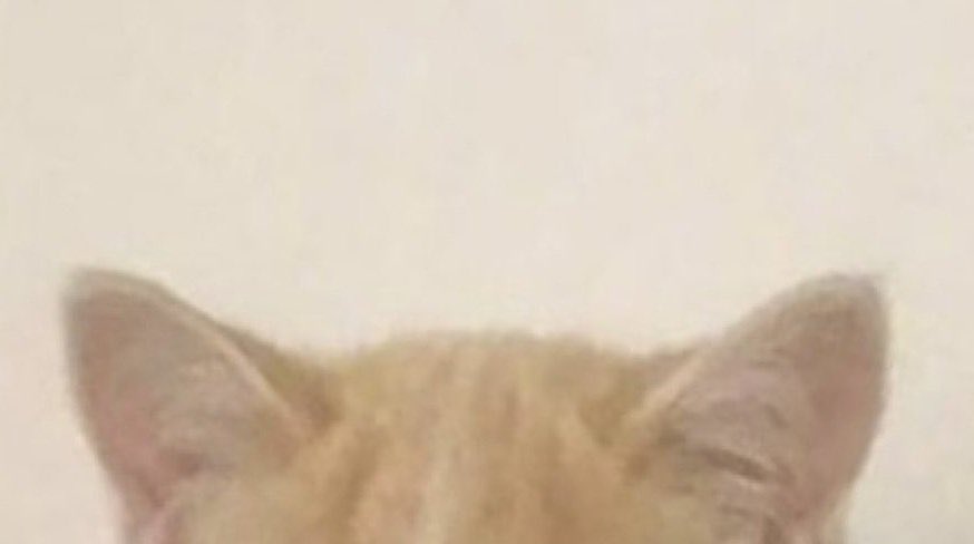 gardenare's tweet photo. cheese cat ^•ﻌ•^ฅ               oreo cat ≽^• ˕ • ྀི≼ https://t.co/AKuOE6jfCK
