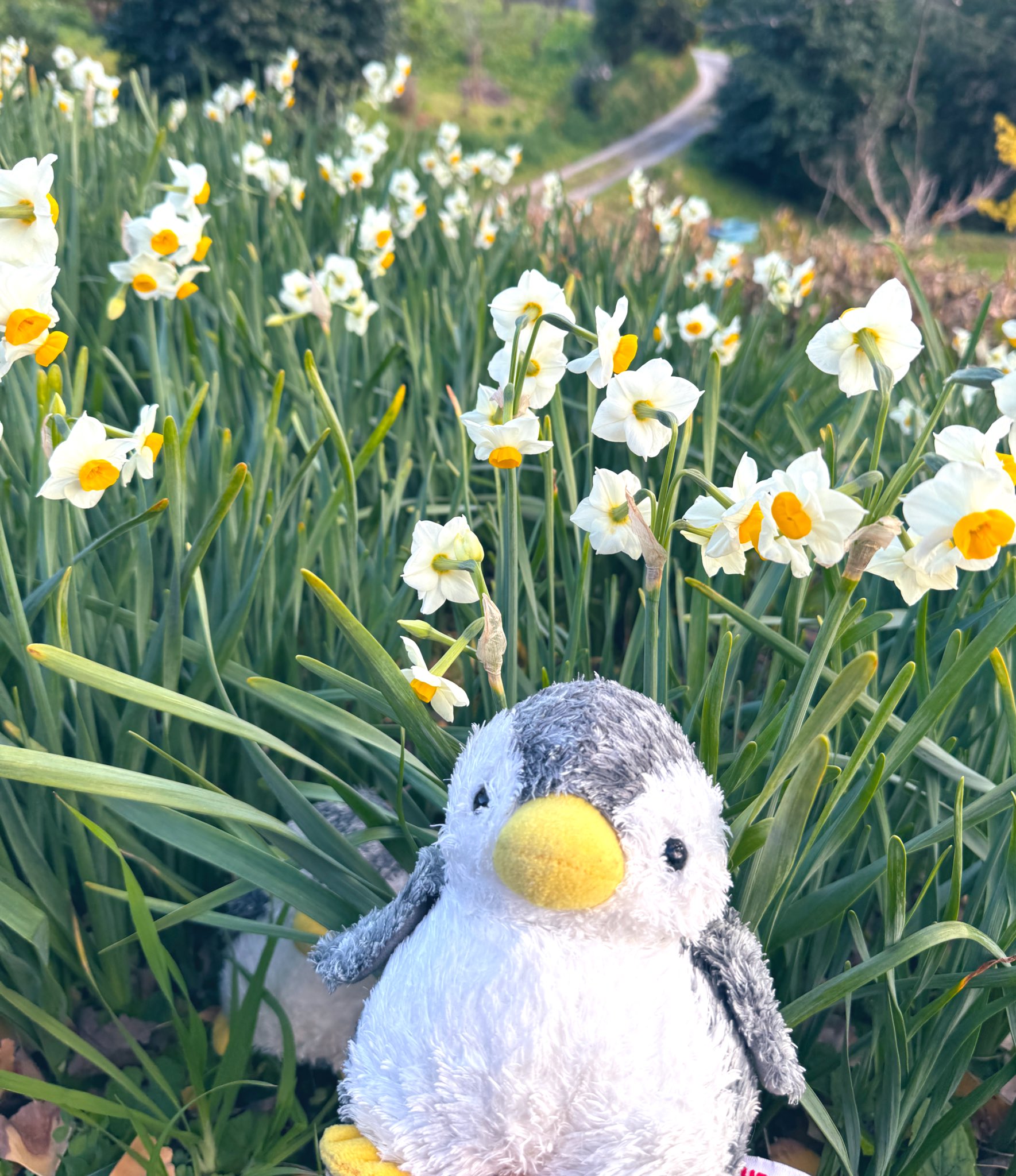 おはなはん様♡確認ページ はなぺん - البحث / X