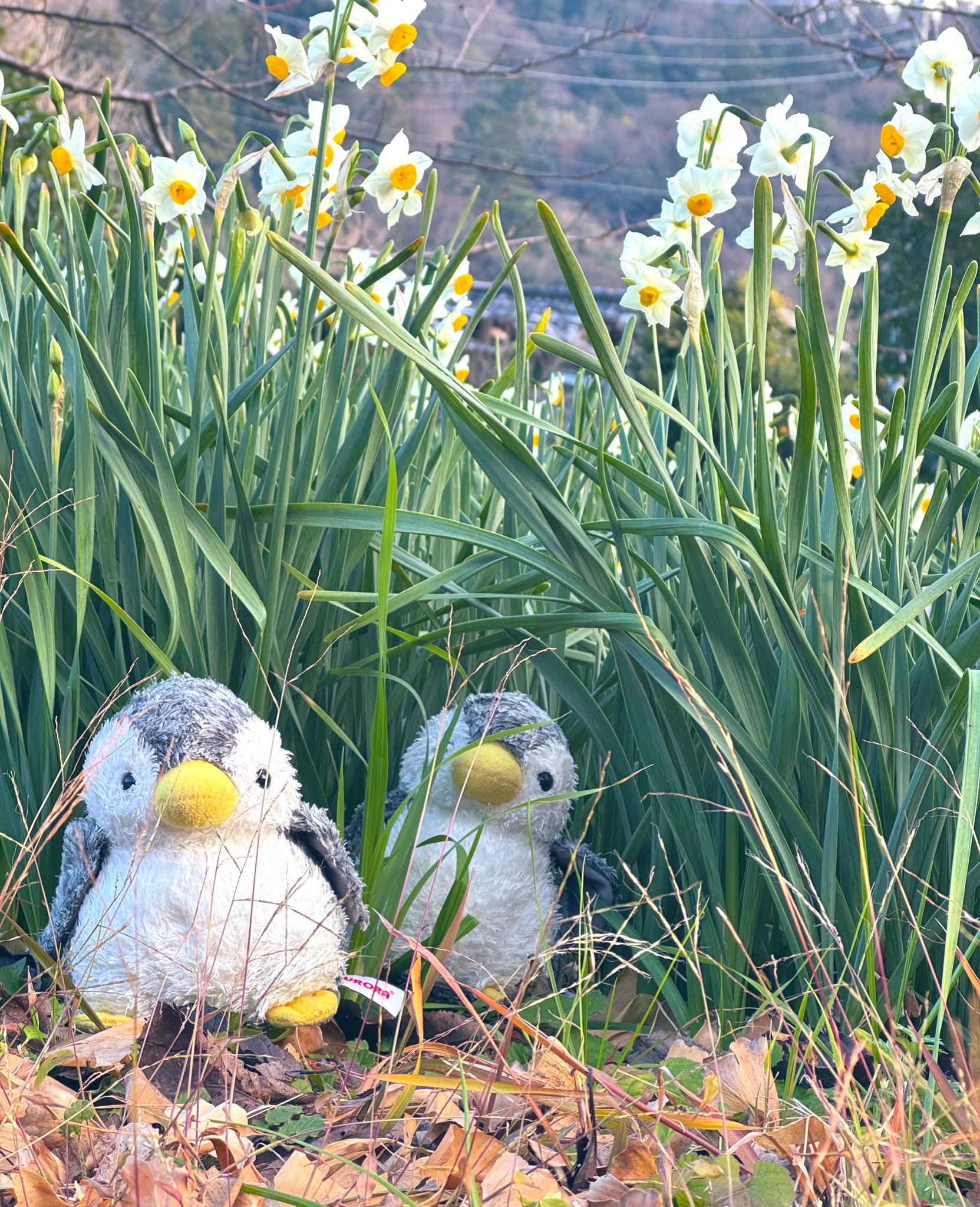 おはなはん様♡確認ページ はなぺん - البحث / X