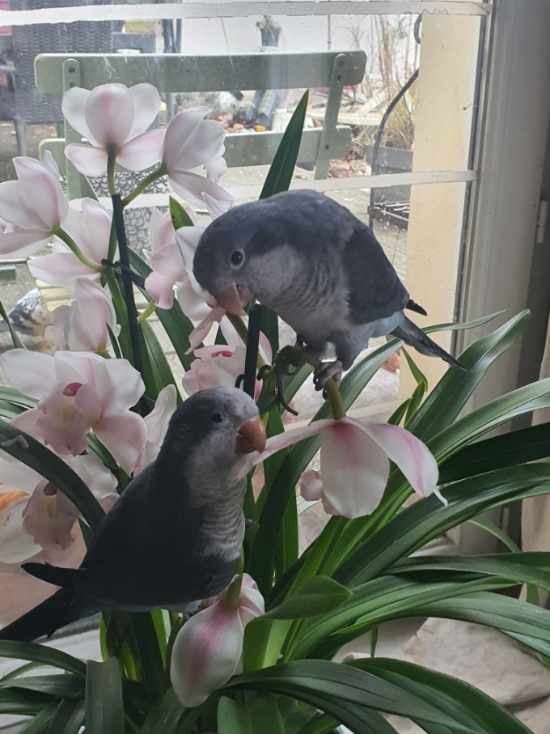 Ca y est ils commencent leur entreprise de destruction ... mes pauvres fleurs...