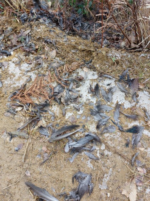 gnaniou's tweet image. Les preuves du crime : on soupçonne le #Renard
#ChassePartage