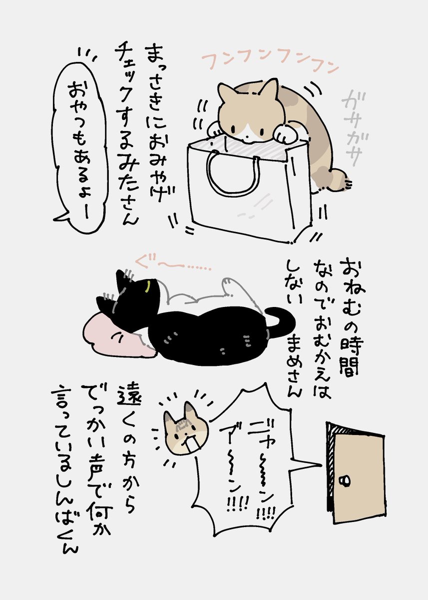 丸一日不在だった飼い主が帰ってきたときの皆さんの反応 ねこそれぞれ 