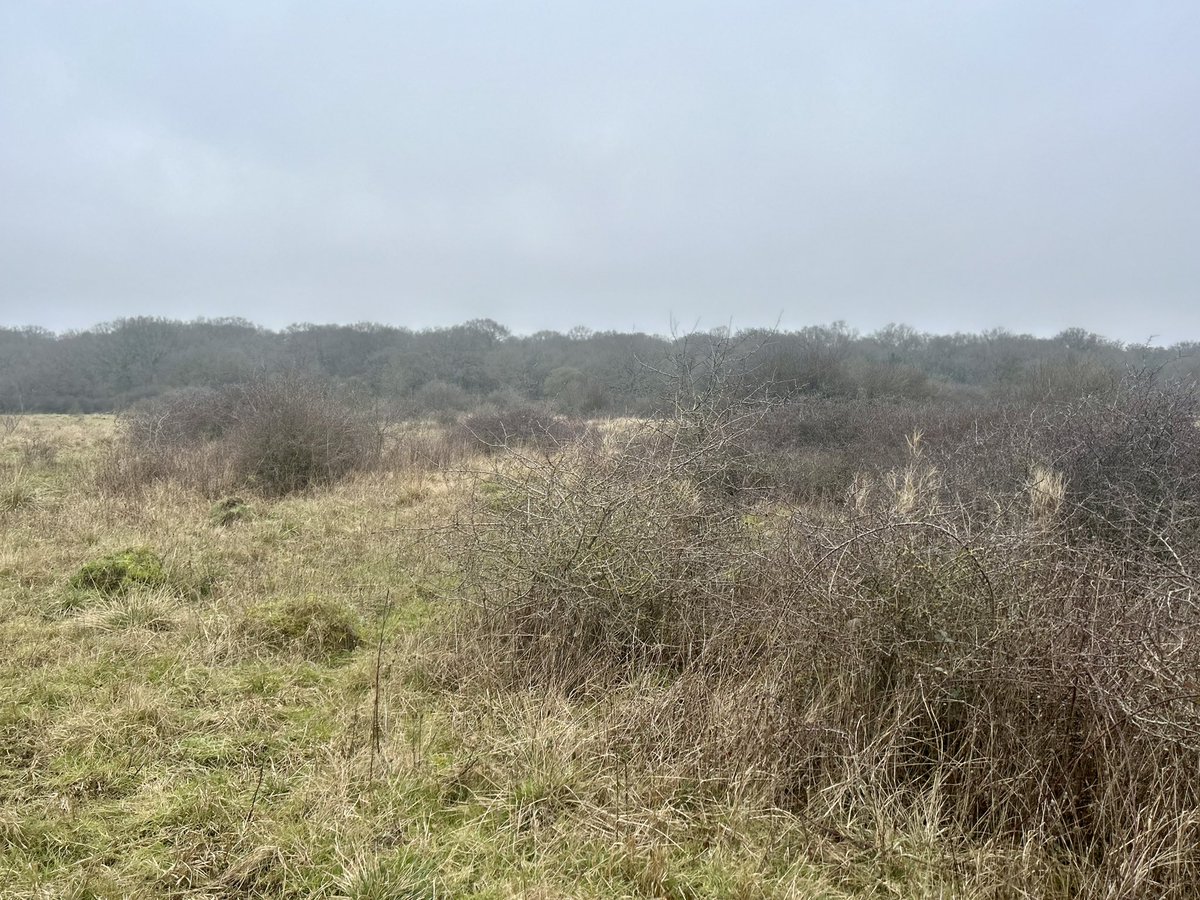 Epping Forest tweet media
