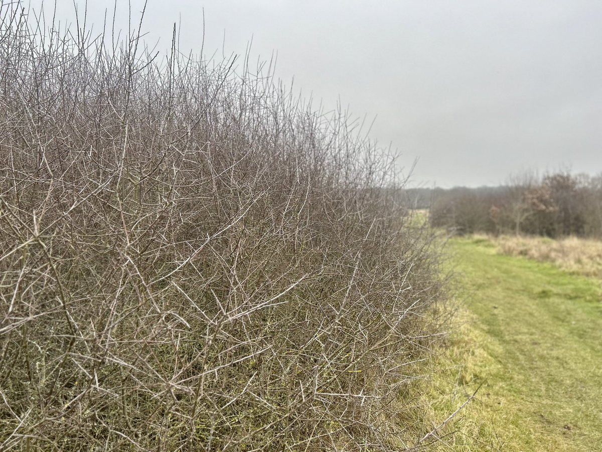 Epping Forest tweet media