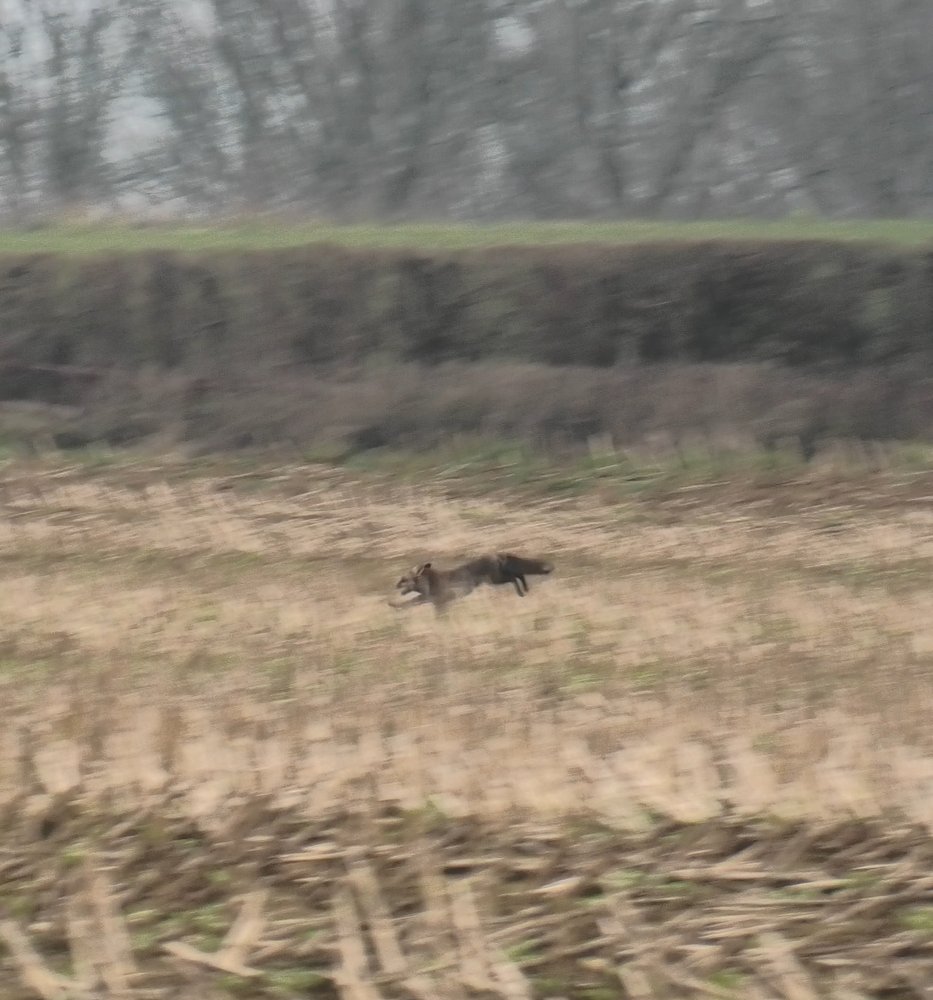 North Dorset Hunt Saboteurs (@ndhuntsabs) on Twitter photo This horrible woman deliberately blocked the road to stop sabs saving this fox from the criminal Portman Hunt. So many foxes were chased today with at least 4 saved. But we don't know the fate of this one thanks to this bloodthirsty rider. With <a href="/DorsetMonitor/">Dorset Hunt Monitor</a> This horrible woman deliberately blocked the road to stop sabs saving this fox from the criminal Portman Hunt. So many foxes were chased today with at least 4 saved. But we don't know the fate of this one thanks to this bloodthirsty rider. With <a href="/DorsetMonitor/">Dorset Hunt Monitor</a>