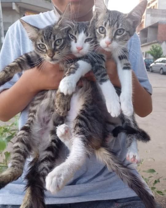GATITOS EN ADOPCION EN VILLA CELINA

Gatitos encontrados

Contacto 1123690822

#GatitosenadopciondefansZONAOESTE