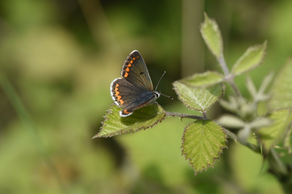 THIS ACCOUNT IS CLOSED 🦋 (@britbutterflies) on Twitter photo I'm so pleased that I was able to play a small part in the creation of this book as designer/typesetter. Amazing work by <a href="/MikeSlater5/">Mike Slater</a> <a href="/keithwarmie/">Keith Warmington</a> & many other dedicated volunteers <a href="/BCWarwickshire/">BC Warwickshire</a>. I would not be suprised if updated 2nd edition or reprint might be on the cards. I'm so pleased that I was able to play a small part in the creation of this book as designer/typesetter. Amazing work by <a href="/MikeSlater5/">Mike Slater</a> <a href="/keithwarmie/">Keith Warmington</a> & many other dedicated volunteers <a href="/BCWarwickshire/">BC Warwickshire</a>. I would not be suprised if updated 2nd edition or reprint might be on the cards.