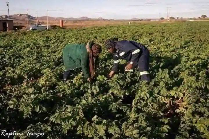 MONALISA ❤️ tweet media