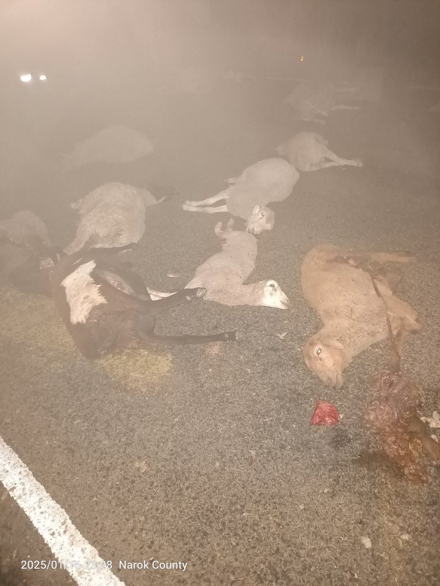 mzee_tortoise's tweet photo. @city_digest 42 Sheep were knocked down, 22 died on spot while the rest had broken limbs.
The vehicle involved was a land cruiser. https://t.co/8lEU5zLbQ9