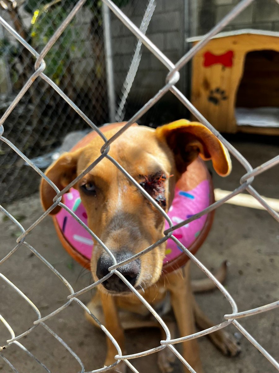 Así va Bob de u cirugía de ojo ya va secando bien y deseamos de todo corazón ❤️ cuando ya le quiten los puntos logre encontrar una linda familia es muy amoroso, sociable con perros es talla mediana. 
No tiene un ojo lo perdió por maltrato pero tiene un gran corazón ❤️ #Adopta