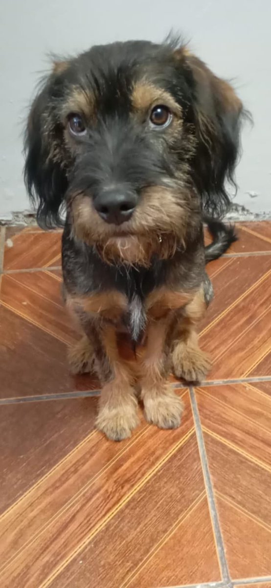 carolinapinoc's tweet photo. Este guapetón busca familia! Es talla S 🥰 Stgo! https://t.co/TWyL7brDZO