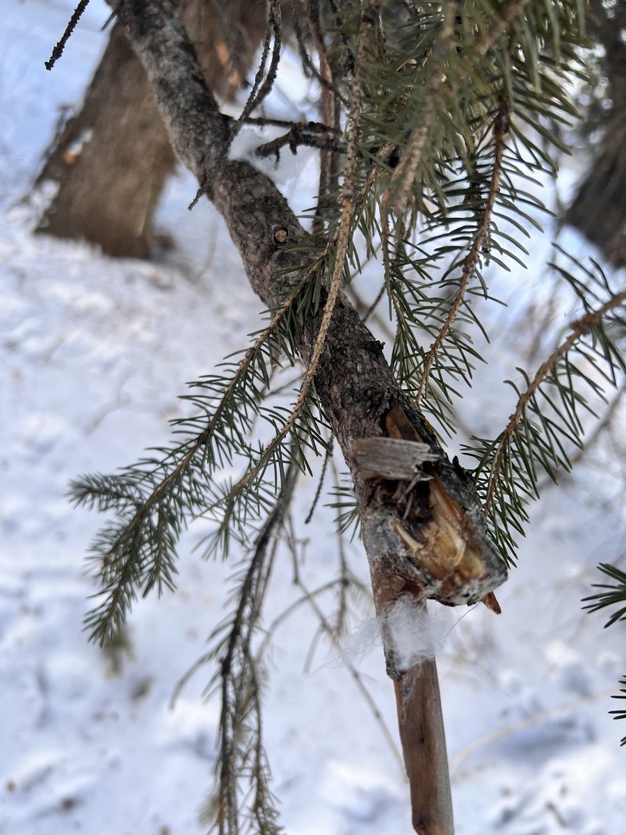 Darren Markland tweet media