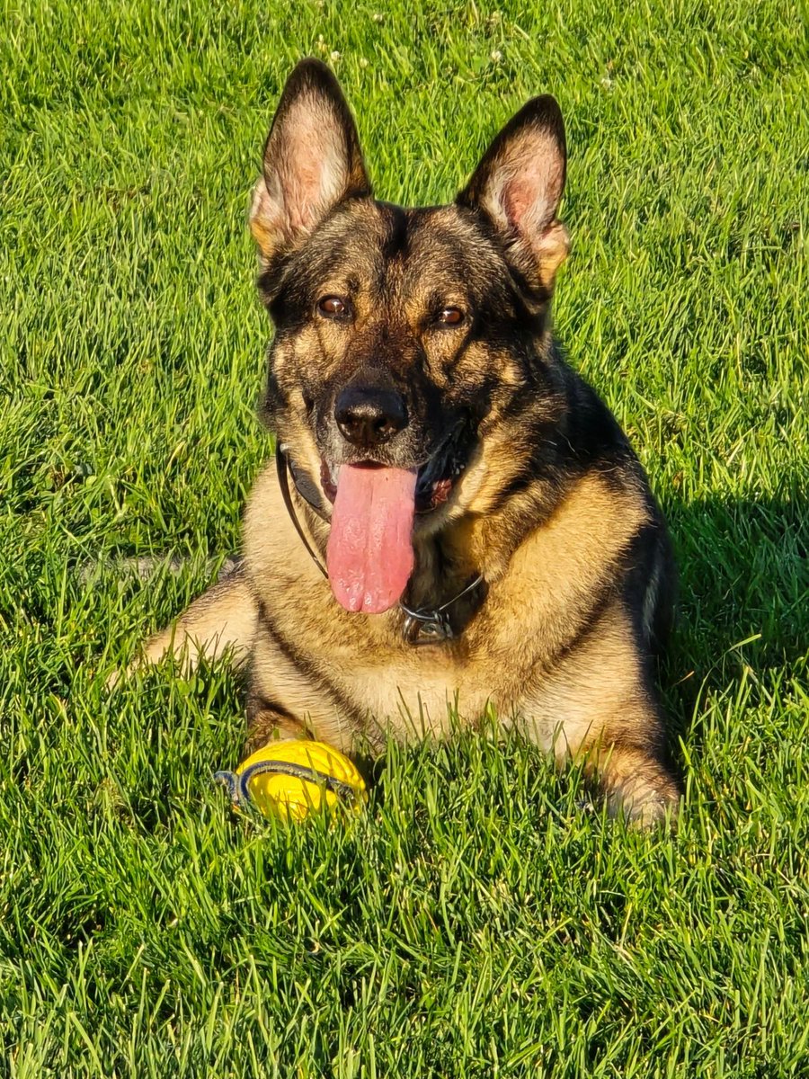 DenverSheriff's tweet image. After a hard day&apos;s work, BOLO gets a rest. Good boy, BOLO! #SaturdaySparkOfJoy #DSDEst1902 #WorkingDogsOfTwitter