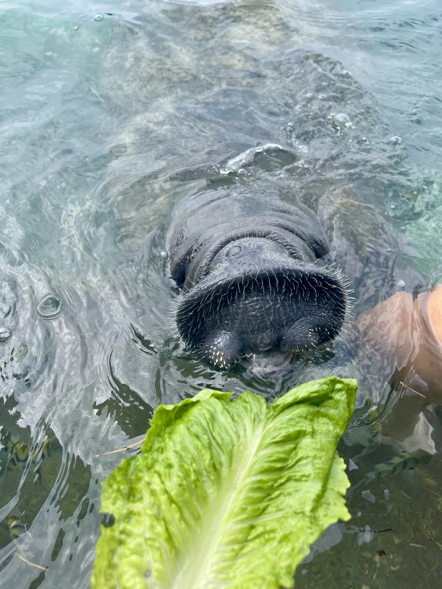 Dolphin Discovery tweet media