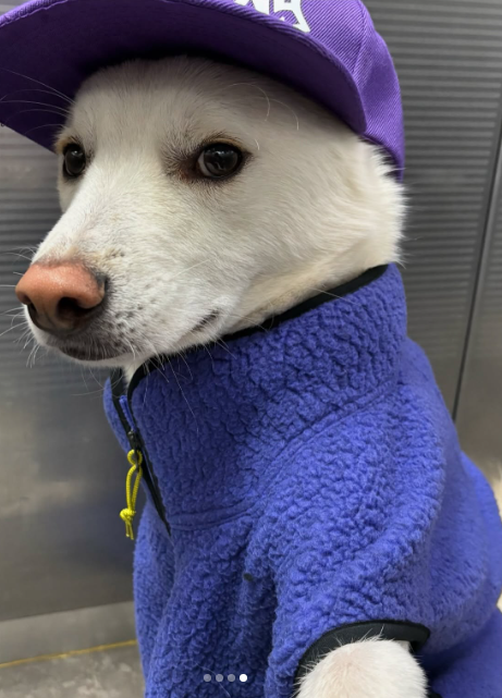SIGMABOYDOG's tweet photo. $sigmaboydog https://t.co/uv03R1NLTF
