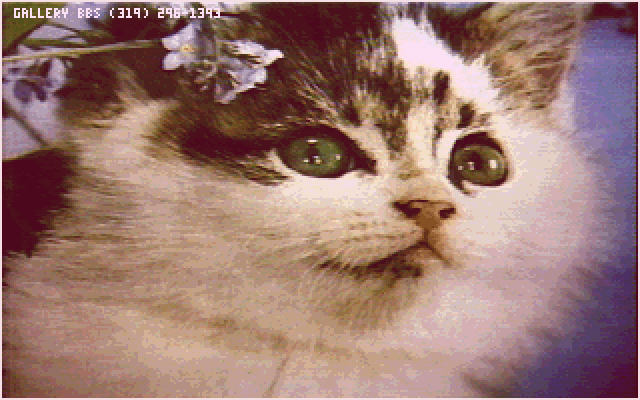 CATS/KITTY03.GIF