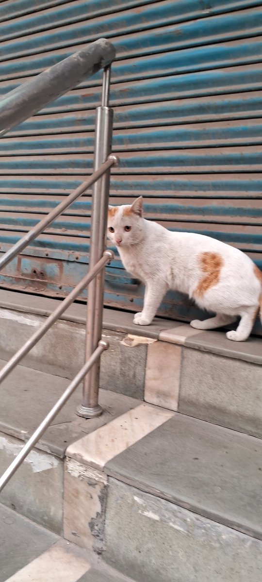 0_x___n's tweet photo. Kitty 😺 https://t.co/axcGuEcTIl