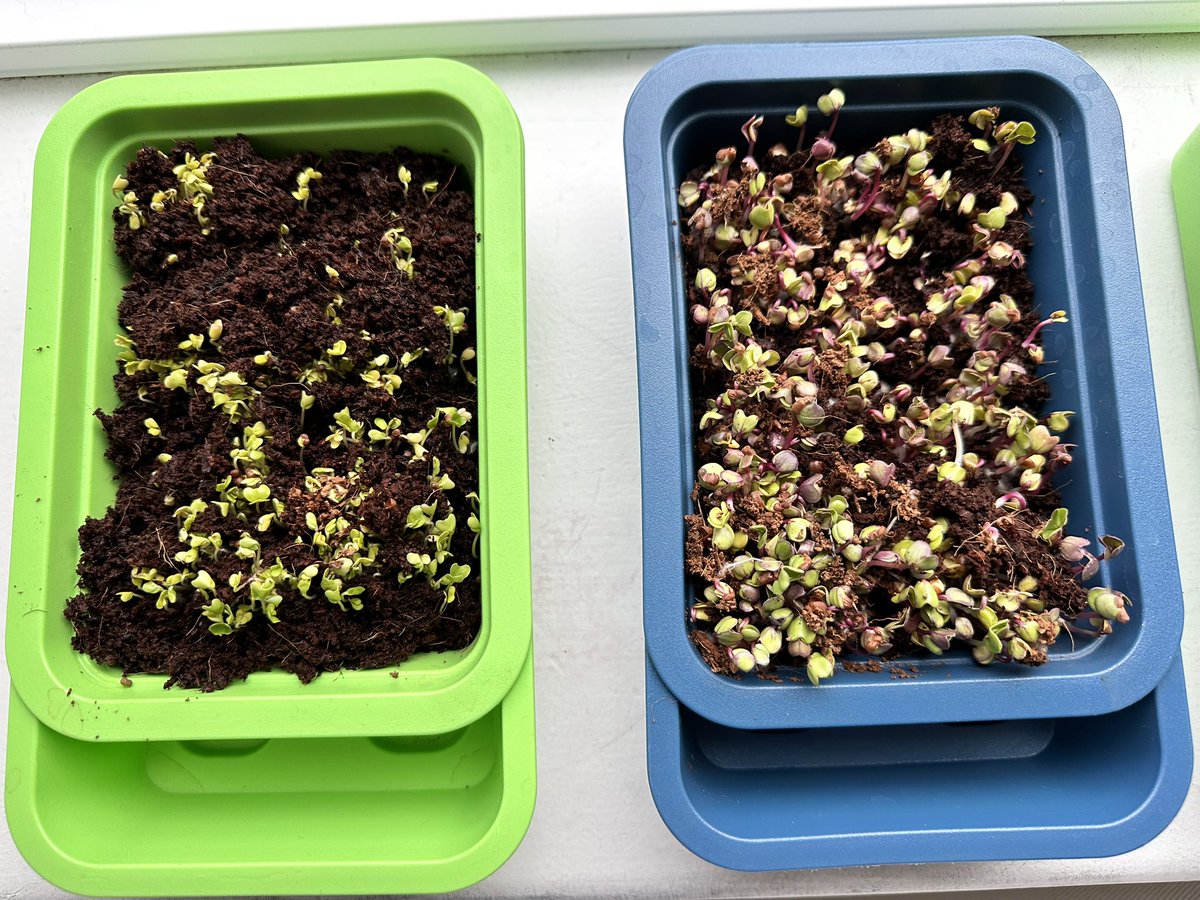 I just woke up to some exciting overnight growth! They’re microgreens #pd4uandme