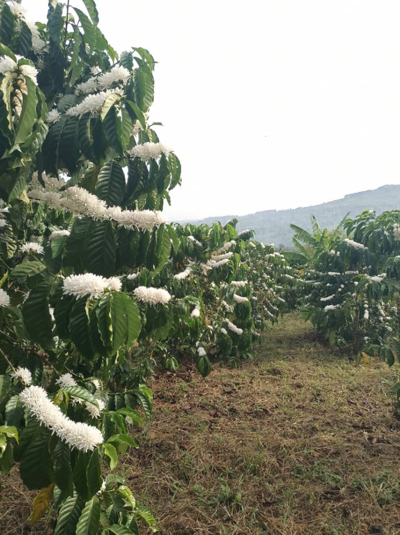 Snr. Cde. Robert Kabushenga tweet media