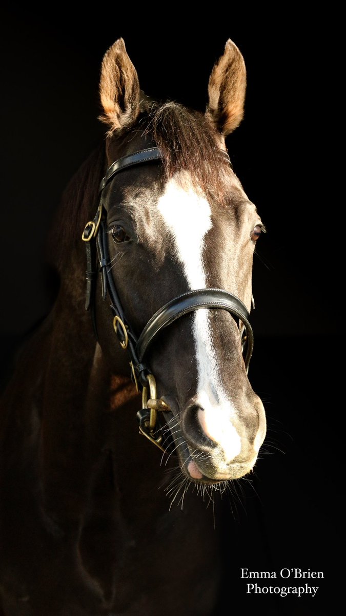 AUGUSTE RODIN (Deep Impact X Rhododendron) at <a href="/coolmorestud/">Coolmore</a> this afternoon #IrishStallionTrail