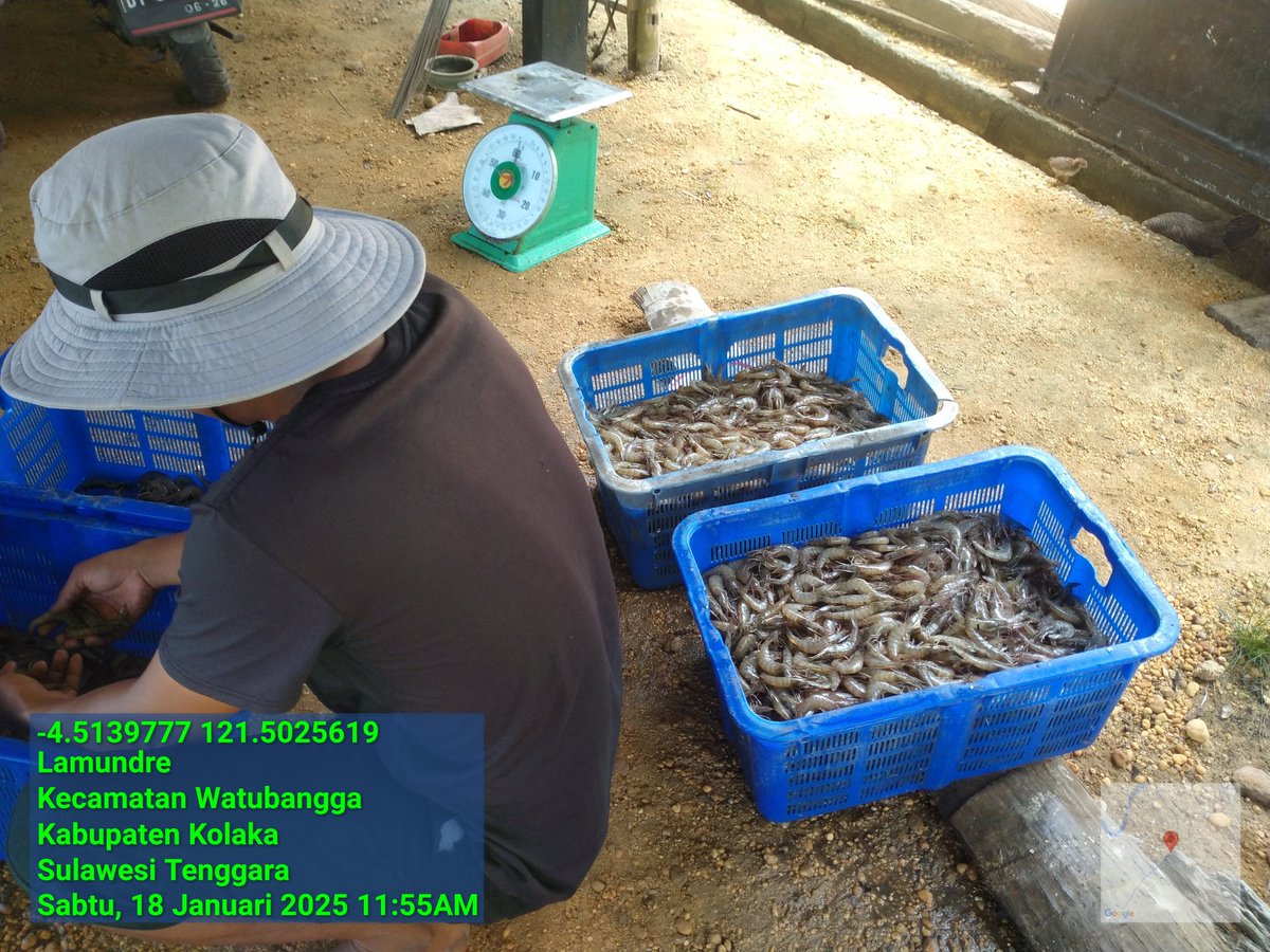 ashar_junianto's tweet photo. Sabtu (18/1/2025),  Ashar Junianto, S.Pi, Luhkan Kab. Kolaka, di Pokdakan Berbudi Muda  (a.n Anshar) Kel. Tandebura, melaporkan produksi Udang Vaname, sebanyak 170 kg, size 100 an, luas tambak 0,5 ha harga 39.400/kg.

#GiatLuhkanSatminkalMaros #Kolaka #panen  @BRPBAP3_Maros https://t.co/KXEp8LrDcI