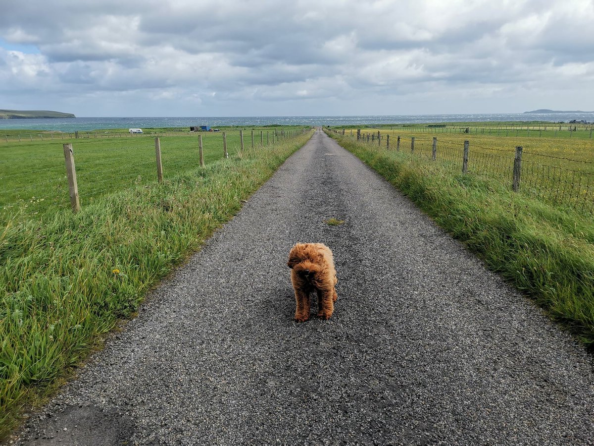 CP_IsleofHarris's tweet image. A windswept Vatisker, Isle of Lewis