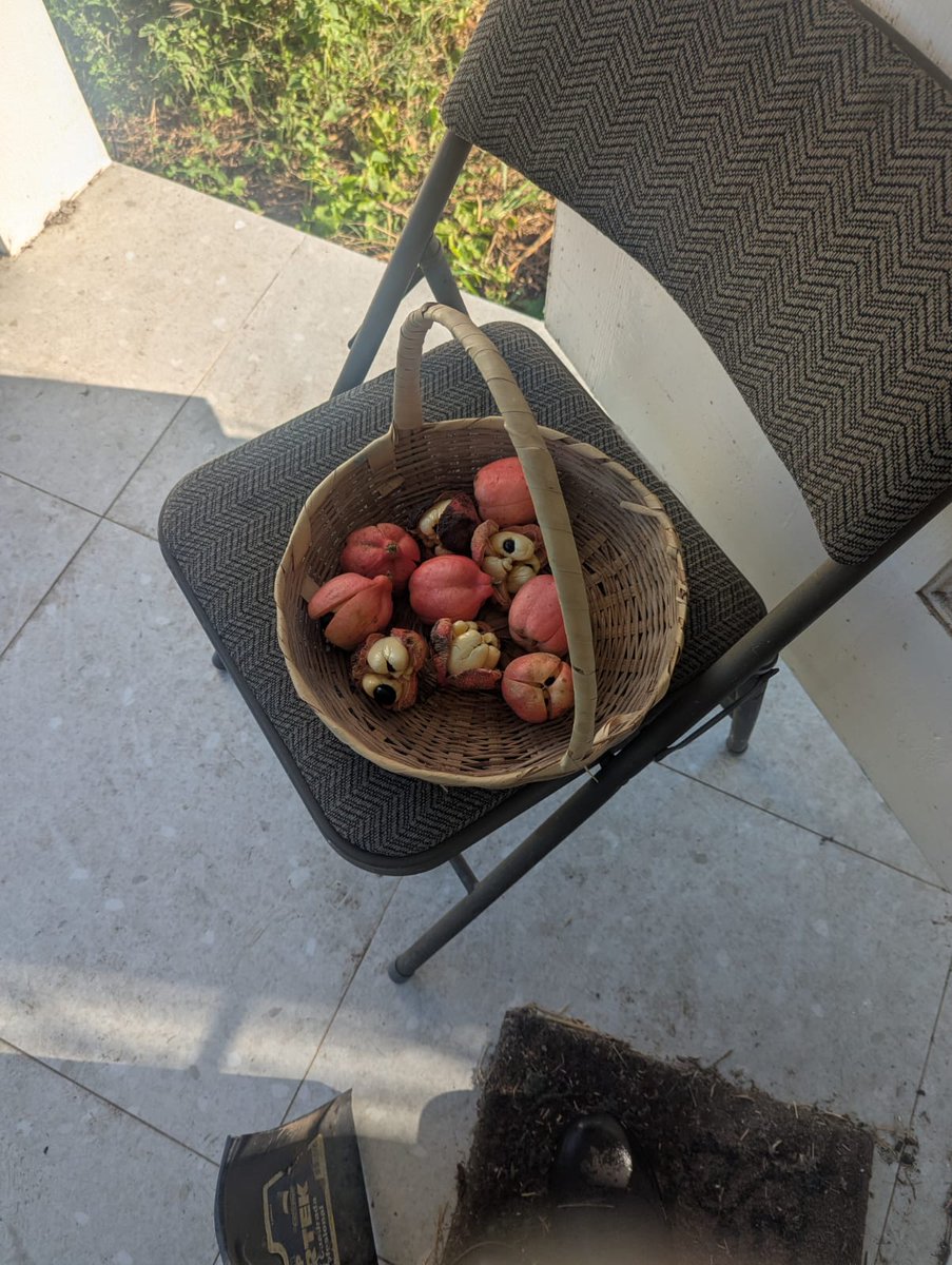 feifenrir's tweet image. More from 2nd born 😁. This free food mining activity is actually quite nice. I need to get into it more 😁😁#ackee