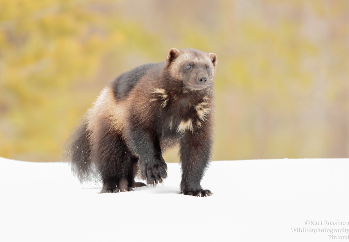 KRossinen's tweet image. Ahma yksinäinen vaeltaja. #wolverine #gulogulo #wanderer