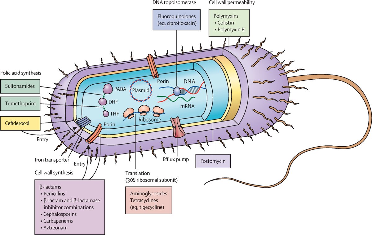 The Lancet (@thelancet) on Twitter photo Multidrug-resistant Gram-negative bacterial infections cause significant morbidity & mortality globally.
However, new diagnostic & antibiotic treatments provide hope that we can better address this important global health issue.
Find out more: hubs.li/Q032-j6n0 Multidrug-resistant Gram-negative bacterial infections cause significant morbidity & mortality globally.
However, new diagnostic & antibiotic treatments provide hope that we can better address this important global health issue.
Find out more: hubs.li/Q032-j6n0