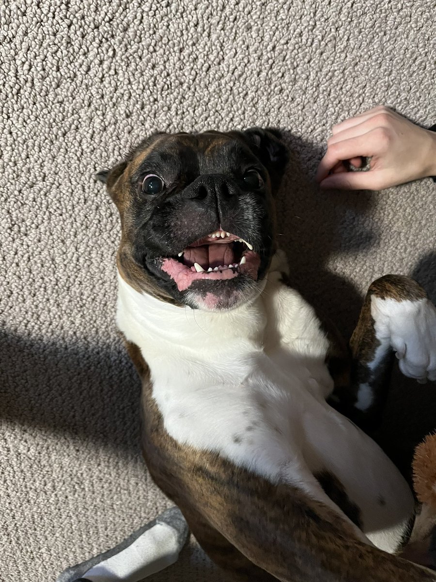 Max the Boxer tweet media