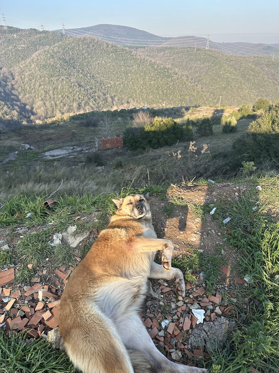 keyfime yok bir diyeceek 🎉