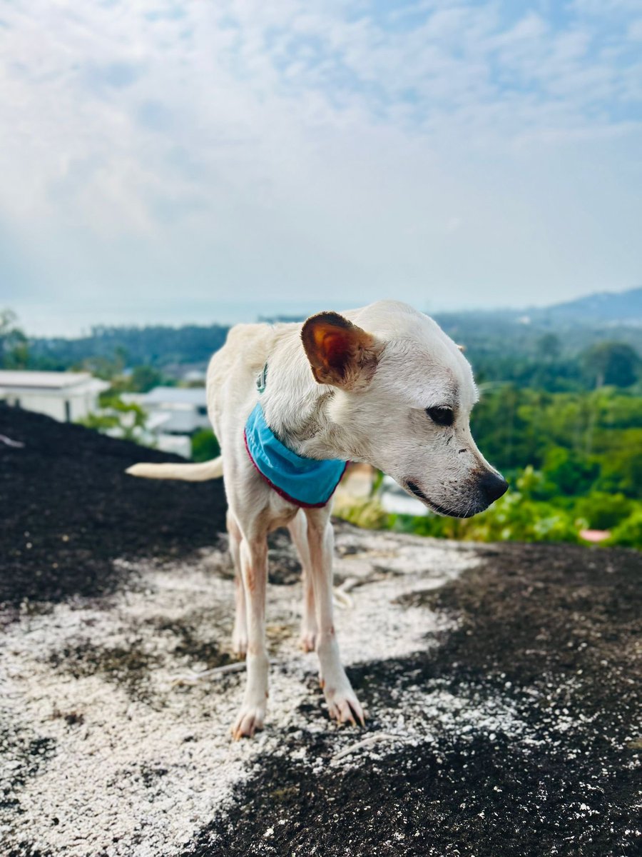 Niall Harbison tweet media