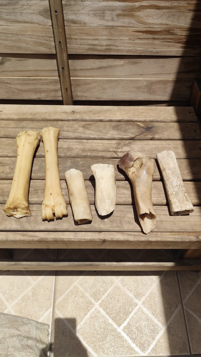 Rê Natinha🐾 tweet media