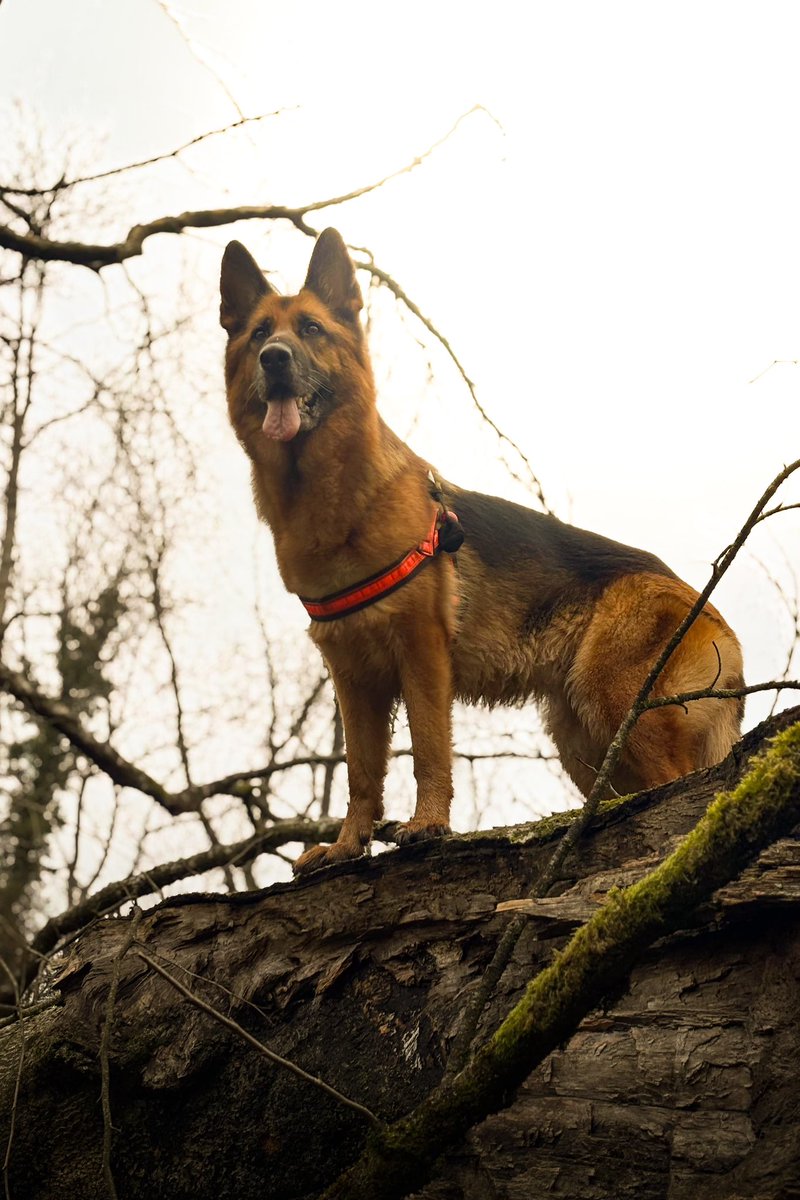 Maya in full swing at exercise ASLAN 2 this weekend.
