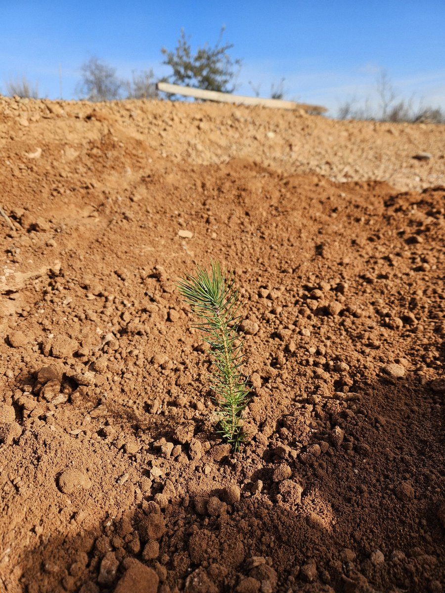 JessicahSkull's tweet photo. Un propósito de vida cumplido ✨️🌳
Gracias a Reforesta hemos pasado la mañana plantando madroños y pinos, que esperamos poder ver crecer durante mucho tiempo 💚
#PlantaUnArbolConReforesta #PlantaBosques #Reforesta https://t.co/cXfQoVnJIW