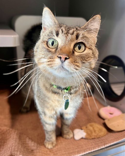 Peanut is as playful as she is beautiful and she’s ready to make your life more beautiful too.  Come visit her today and take her home forever. 

linktr.ee/LoudounAnimals