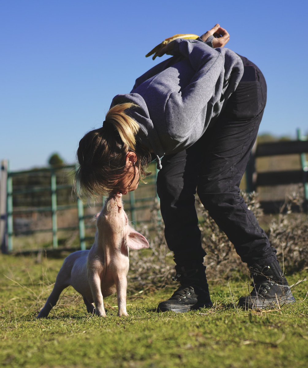 santuariovegan's tweet photo. Albertito se ha puesto así de guapo para daros las gracias por todas las muestras de apoyo que le estáis dando. Él nunca imaginó que le pudiese importar a alguien, después de la vida miserable que llevó en esa granja.
Le encantará que sigáis mostrándole que os ha llegado al https://t.co/X9Ur1OKPuF