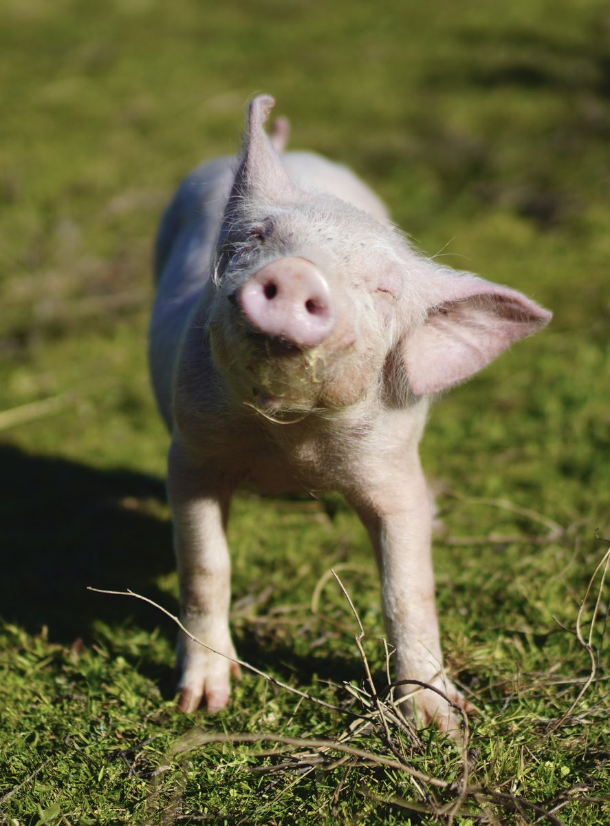 santuariovegan's tweet photo. Albertito se ha puesto así de guapo para daros las gracias por todas las muestras de apoyo que le estáis dando. Él nunca imaginó que le pudiese importar a alguien, después de la vida miserable que llevó en esa granja.
Le encantará que sigáis mostrándole que os ha llegado al https://t.co/X9Ur1OKPuF