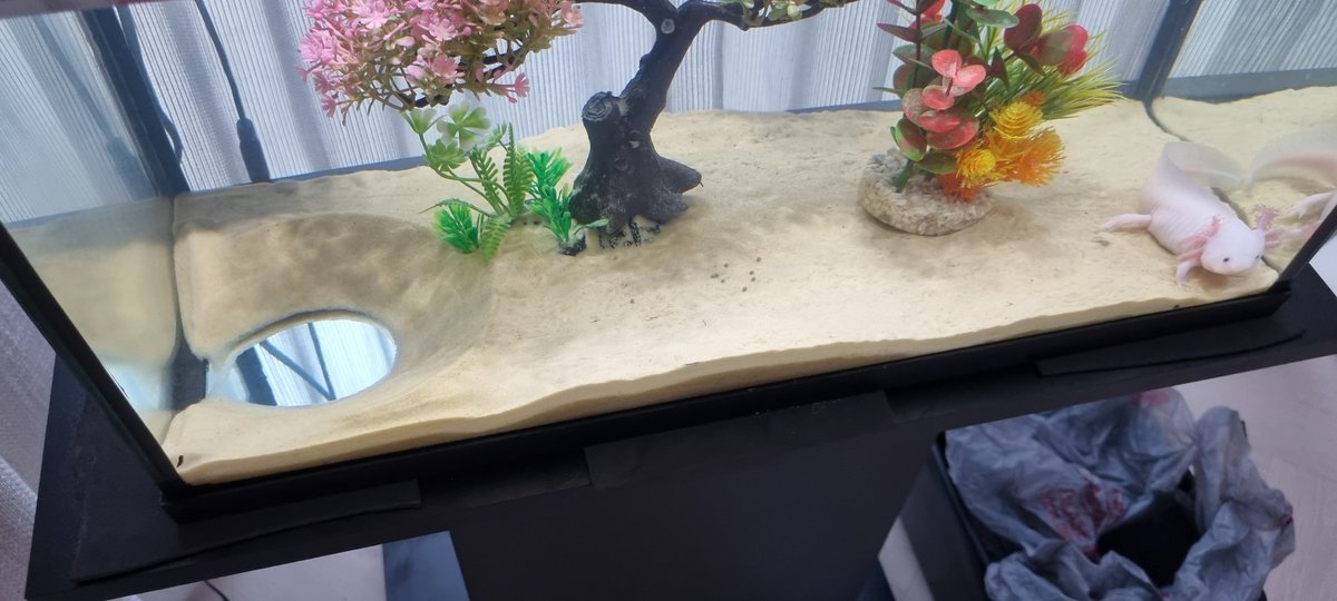 How can an axolotl come up with such a perfect circular/conical shape? I wonder why he (apparently it is a male) built it and it it means anything? Any animal behaviouraliats?