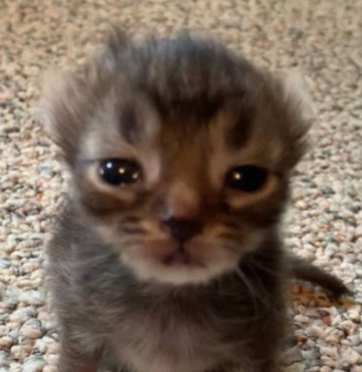 𝐫𝐨𝐛𝐞𝐫𝐭𝐢𝐧𝐡𝐚 🩺 tweet media