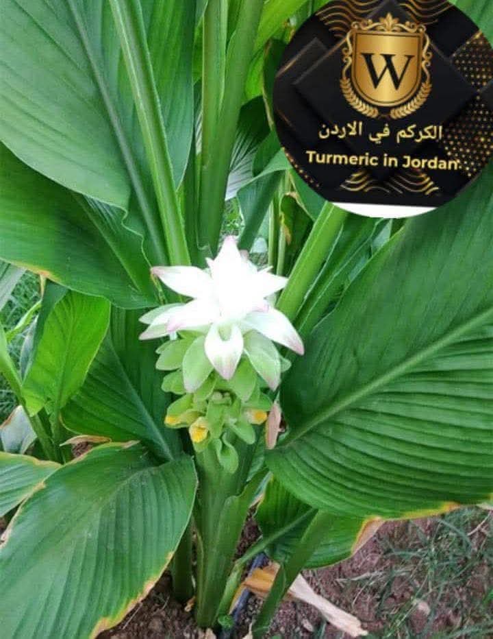 Turmeric_jo's tweet photo. متوفر #كركم بلدي طازج للبيع

خالي من اي سم��دات كيميائية
طبيعي عضوي 100%
   
#الطعام #الزراعة  واشراف من قبلنا من الزراعه للأنتاج

جاهز للأستخدام #كتوابل #مشروب

عبوة كيلو ب 11د
عبوة 500 غرام ب 5.50د
عبوة ال 200 غرام ب 2.50د

توصيل لجميع مناطق المملكة
عمان ب 2د باقي المحافظات ب 3د https://t.co/JkisvUNIYV
